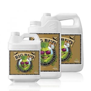 Big bud coco